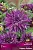 Георгина бахромчатая Страйпт Амбишн (пурпурный с белым штрихом, диаметр цветка 11см, 1шт, I)