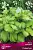 hosta_gibrid_steind_glass_kaper.jpg