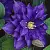 cl_clematis_beauty_of_worcester.jpg