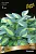 hosta_gibrid_katerina_kaper.jpg