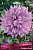 Георгина декоративная Алмандз Джой (нежный, светло-лиловый, 1шт, I)