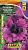Петуния Триумф темно-пурпурная крупноцв. 10шт Аэлита цв.