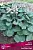 hosta_gibrid_blu_maus_ires_kaper.jpg