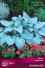 hosta_gibrid_kanadian_blue_kaper.jpg