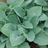 hosta_zibolda_halcion.jpg