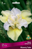 iris_sibir_yellow_tale_kaper.jpg