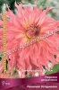 Георгина декоративная Пеннхилл Уотермелон IК