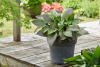 hosta_gibrid_fest_blash_kaper.jpg