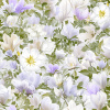 1572_image_big_3