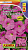 ai_rus_BK_1104_08245_petunia-Rapid-yarko-rozovaya-kopiya.jpg